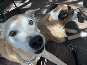   at Secret Garden Cafe in Sedona