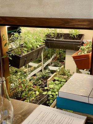 Indoor garden  at VegANGELov  in Belgrade