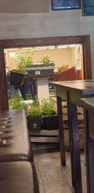 Indoor herb growing area at VegANGELov  in Belgrade