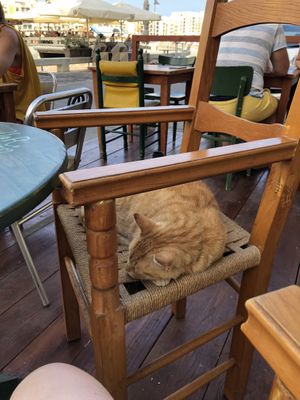 Enjoy your Coffee in cat company   at Coffee Circus Joy in Marsalforn