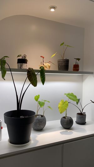  #Veganuary at From Seed To Wish in Kowloon