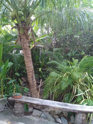  at Veggie Tales x Wagging Tales Cafe in Hua Hin