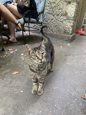 Bonus cafe cat  at AhimSa Vega-Yoga in Belgrade