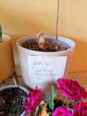  at The Magic Sunflower in Dronfield