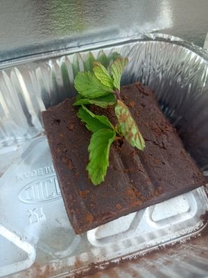  at The Plants in Zanzibar