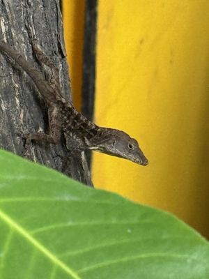 Even the lizard was looking at my food 😃🌿  at Veggie Campus in Kingston