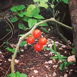 Our orchard at Las 3 Puertas in Cancun