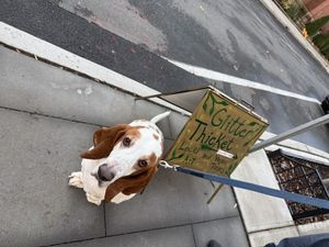   at Glitter Thicket in Nyack