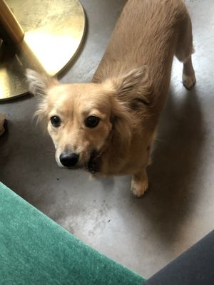 Friend of the tea shop  at Elemiah in Fontainebleau