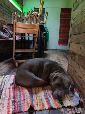 Doggo 🐶 at Pura Vida Vegan Tacos in Antwerpen