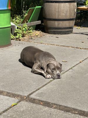 Doggy   at Pura Vida Vegan Tacos in Antwerpen