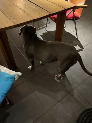 Medusa 2  at Pura Vida Vegan Tacos in Antwerpen