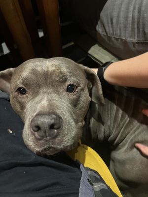   at Pura Vida Vegan Tacos in Antwerpen