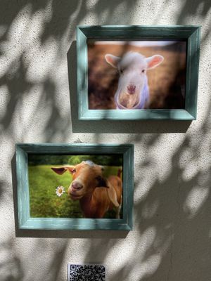Happy animals and a cute courtyard  at Planeta Veggie in La Paz