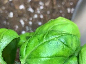 Organic Basil #microgardenlabelleverte  at Vegan Wine and Tapas by Markus in Porto