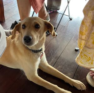 Gypsy, one of three friendly resident dogs. at Toucan Lane Hotel and Restaurant in Nuevo Arenal