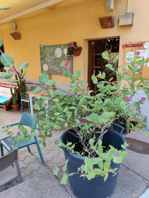  at L'ortica in Cavalese