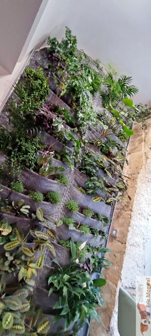 Vegetal wall at Bulle in Paris