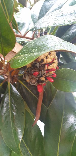  at Bellaverde in Mallorca