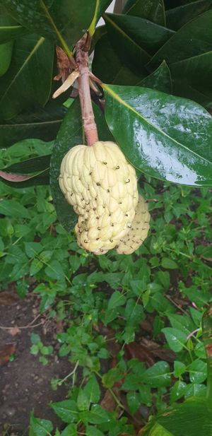  at Bellaverde in Mallorca