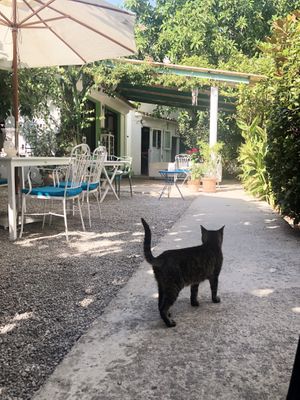 Beautiful garden... at Bellaverde in Mallorca