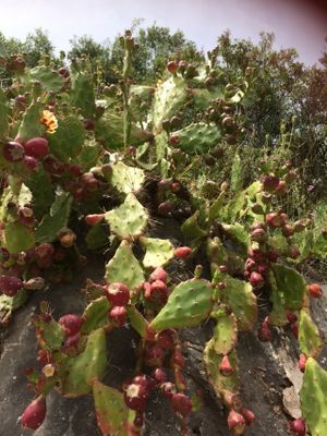 Prickly cactus fruit  at Lucciola Organic Bistro in Corfu