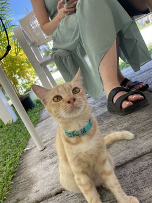   at VEGAN PHUKET in Phuket