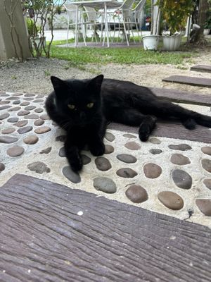   at VEGAN PHUKET in Phuket