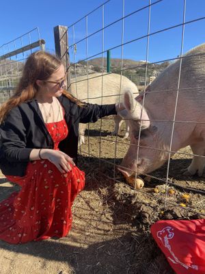 Feeding squash to the pigs  at Sale Ranch Animal Sanctuary in Temecula