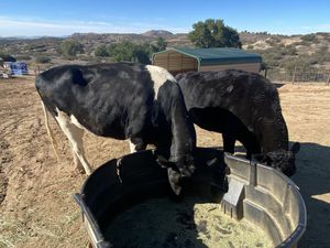 Cows  at Sale Ranch Animal Sanctuary in Temecula