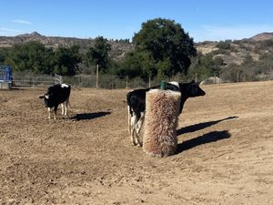 Cows enjoying relaxation and leisure  at Sale Ranch Animal Sanctuary in Temecula
