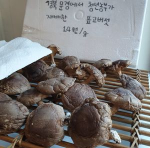 mushrooms for sale and use at So Unique 쏘유니크 비건랩 in Ansan
