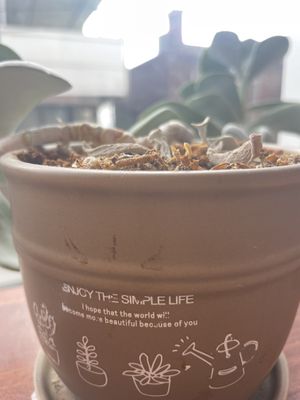   at Camouflage in Seoul