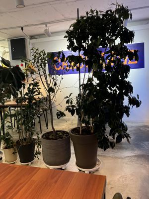 inside   at Camouflage in Seoul