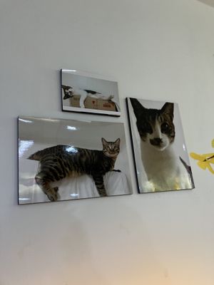 decoration (many cats ❤️)  at Camouflage in Seoul