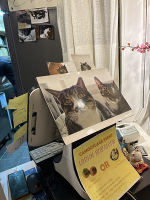   at Camouflage in Seoul