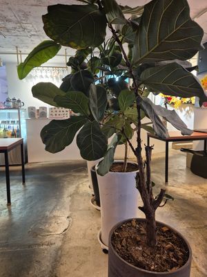  at Camouflage in Seoul