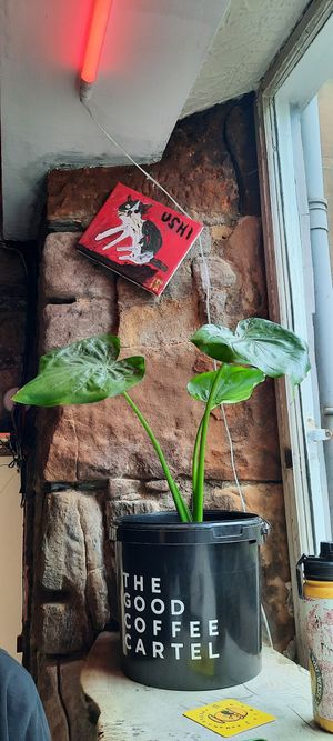 Inside at Ushi's Coffee Corner in Glasgow