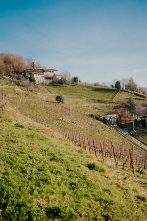Vineyards view   at Polisena L'Altro Agriturismo in Pontida