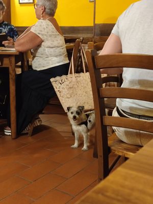  at Pizzeria Il Nuraghe in Seravezza