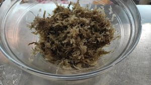 Pero rebossar,amanida ... #Veganuary at Verdgana - Maybe closed in Canet De Mar