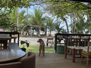 Beautiful doggo at Biribá in Puerto Viejo De Talamanca