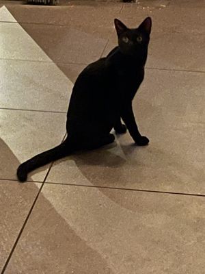 OJ the cat  at Mirador in St Thomas