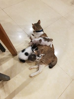 Cuteness :) at Kebab & Falafel Time in Siem Reap