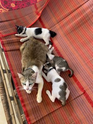   at Kebab & Falafel Time in Siem Reap