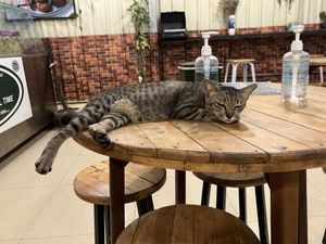 one of the house cats (they have also cat free tables :p )  at Kebab & Falafel Time in Siem Reap