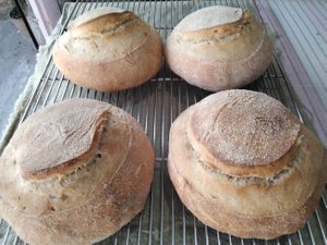 Sour dough bread loaf at GG's Coffee House and Bagels in Pokhara