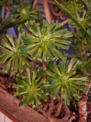 Plants decorating resturant at Lucky Ducks in Aldinga