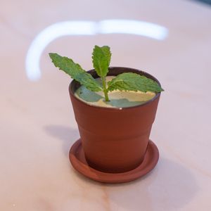 Green Temptation!
Our special dessert. at Prima Pizza in Lisbon