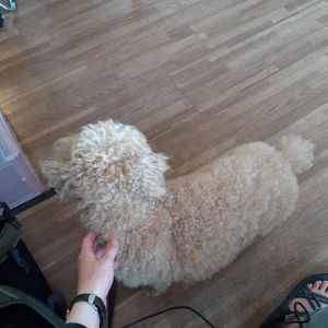 The sweetest pup at DOTD Bakery in Seoul